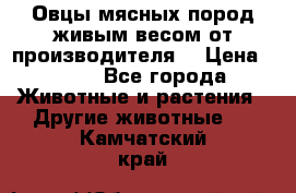 Овцы мясных пород живым весом от производителя. › Цена ­ 110 - Все города Животные и растения » Другие животные   . Камчатский край